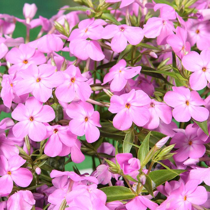 日本花キ流通 予約販売 フロックス 苗 フォーエバーピンク 10.5cm