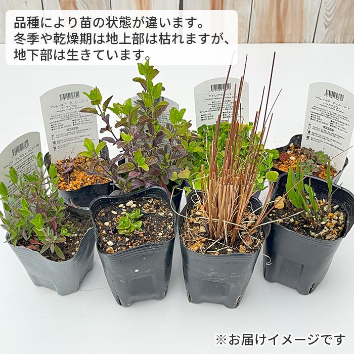 はな発送ページ 2/2 日本花キ流通 予約販売 フロックス 苗 フォーエバーピンク 10.5cm