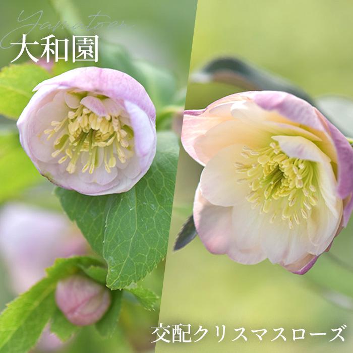 予約販売 クリスマスローズ 苗 大和園さん オリジナル交配 実生苗 y-04