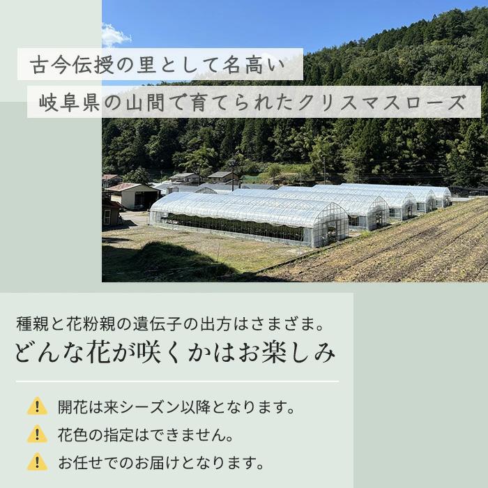 予約販売 クリスマスローズ 苗 大和園さん オリジナル交配 実生苗 y-05