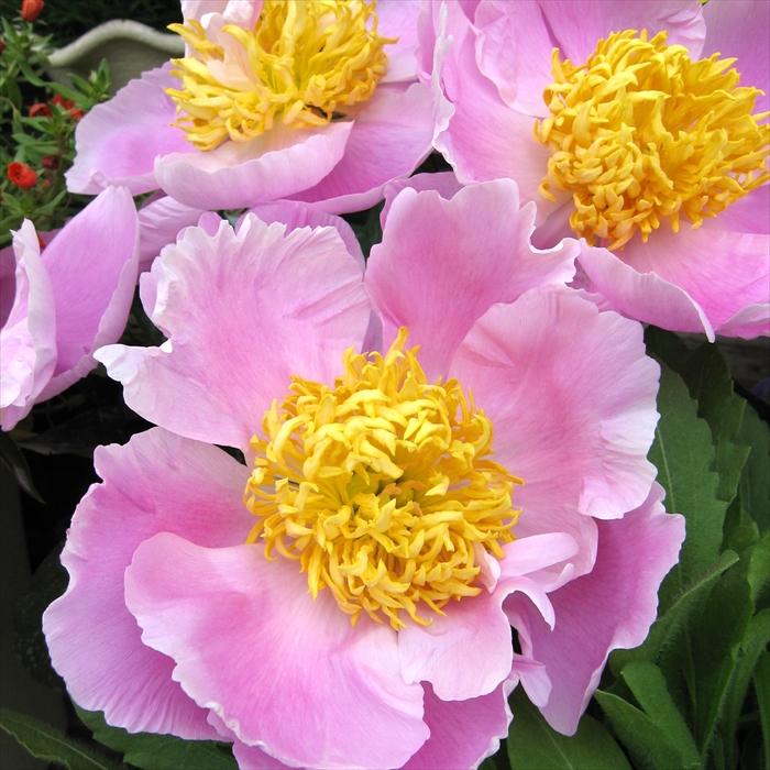 日本花キ流通 予約販売 芍薬 苗 瑞光 （ずいこう） 15cmポット