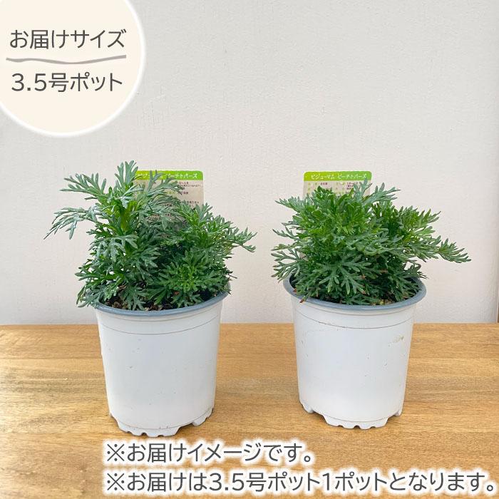 日本花キ流通 予約販売 ビジューマム 苗 ローズクォーツ 3.5号ポット