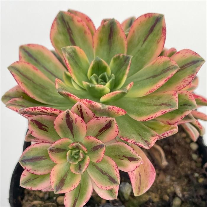 日本花キ流通 多肉植物 caアエオニウム ブロンズメダル錦 多肉植物