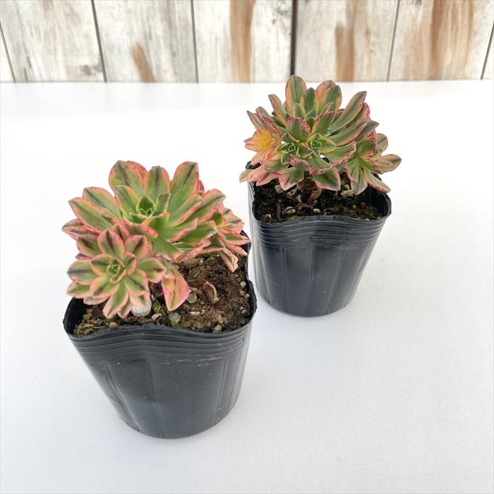 日本花キ流通 多肉植物 caアエオニウム ブロンズメダル錦 多肉植物