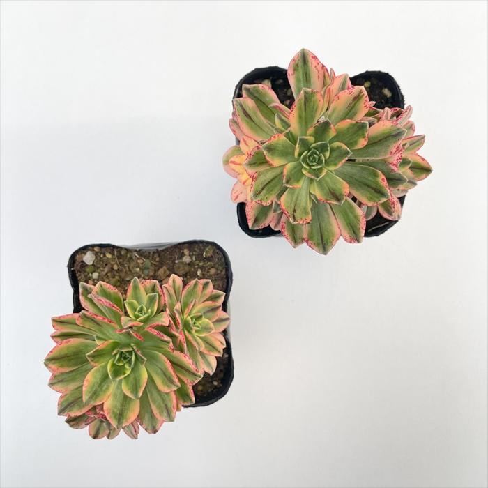日本花キ流通 多肉植物 caアエオニウム ブロンズメダル錦 多肉植物