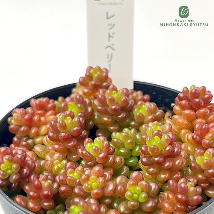 日本花キ流通 多肉植物 hstセダム レッドベリー 多肉植物 星つぶやさん