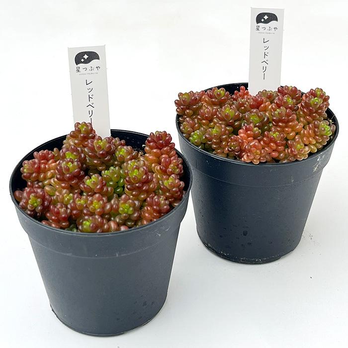 日本花キ流通 多肉植物 hstセダム レッドベリー 多肉植物 星つぶやさん