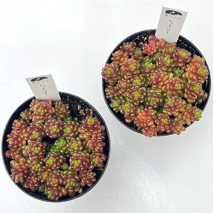 追加検討中 セダムさん専用 日本花キ流通 多肉植物 hstセダム レッドベリー 多肉植物 星つぶやさん