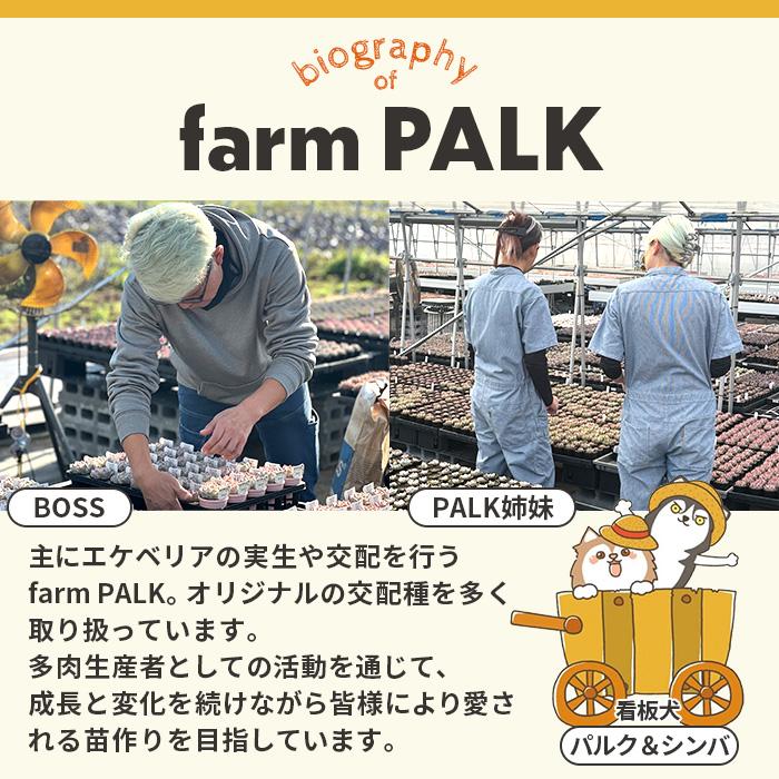 予約販売】 多肉植物 PAL nae セレクション No.014 バレンタインベアー