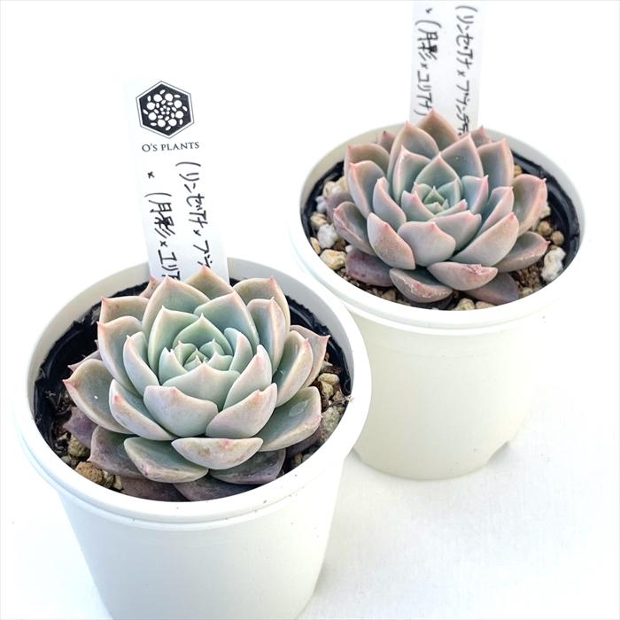 多肉植物 O'sエケベリア （リンゼアナ×ブランデティ）×（月影×ユリアナ