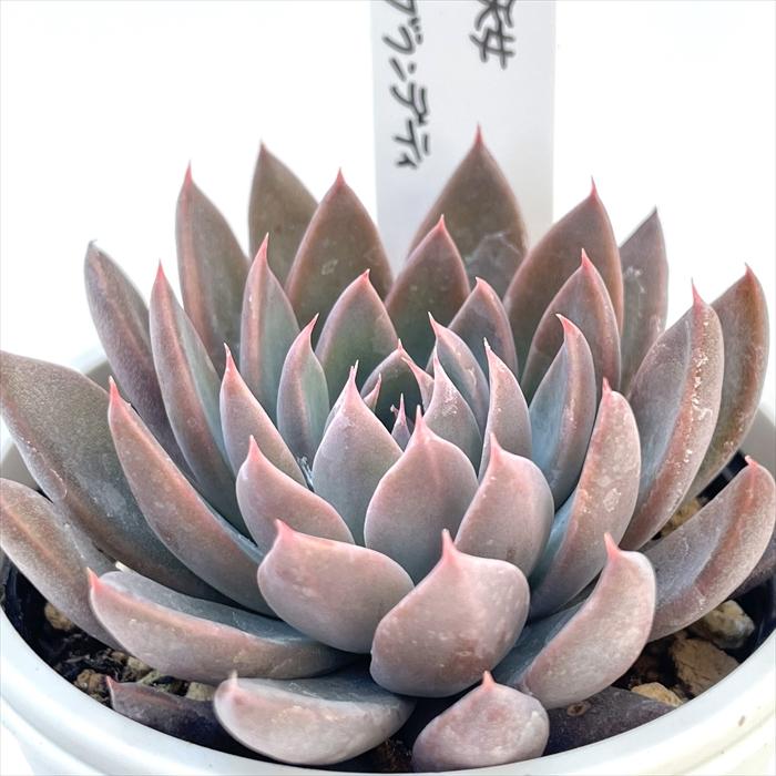 多肉植物 O'sグラプトベリア 銀天女×ブランデティ O's PLANTS オーズ