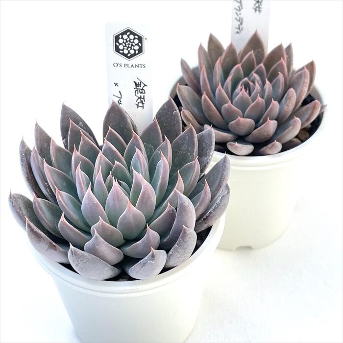 多肉植物 O'sグラプトベリア 銀天女×ブランデティ O's PLANTS オーズ