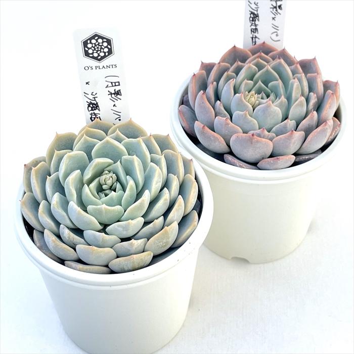 多肉植物 O'sエケベリア （月影×ノバ）×沙羅姫牡丹 O's PLANTS オーズ