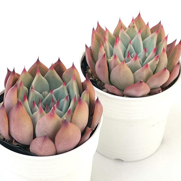 日本花キ流通 多肉植物 hxエケベリア チワワエンシスイエコラ× コロ