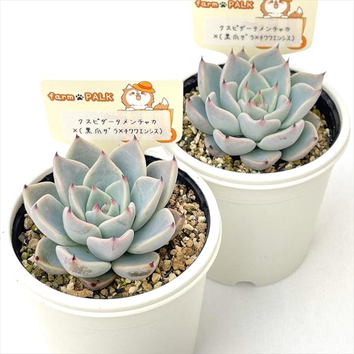 多肉植物 plkエケベリア クスピダータメンチャカ×（黒爪ザラ