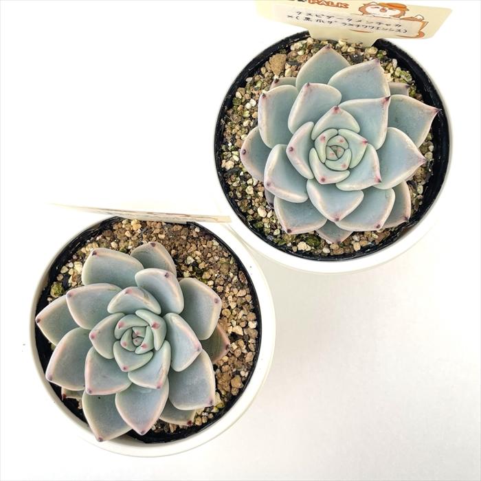 多肉植物 plkエケベリア クスピダータメンチャカ×（黒爪ザラ