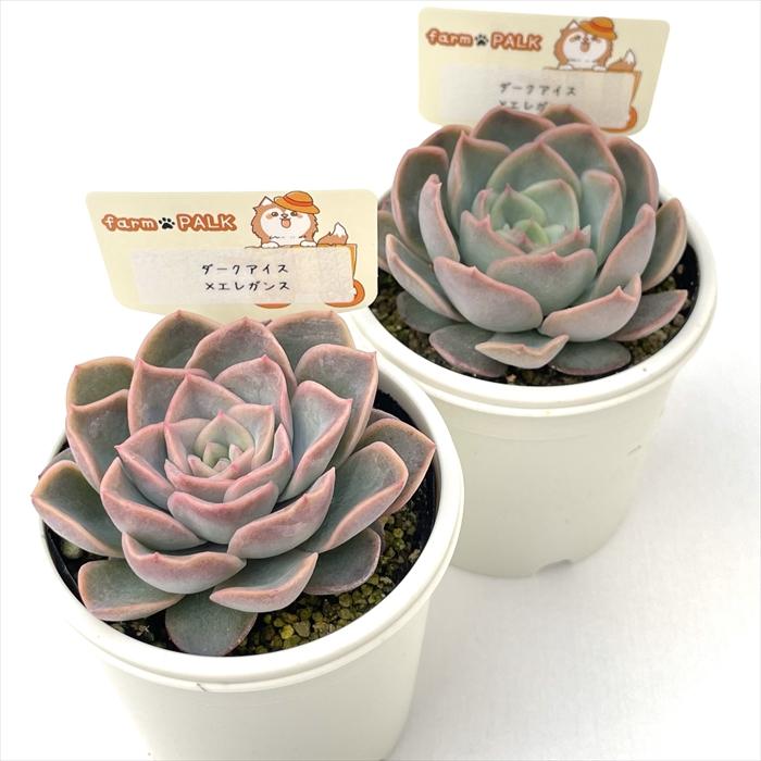 (ダークアイス×プレリンゼ)×ミニマ 実生苗 多肉植物 エケベリア ダークアイス 多肉植物 エケベリア 安心の生産ポットそのまま販売（8