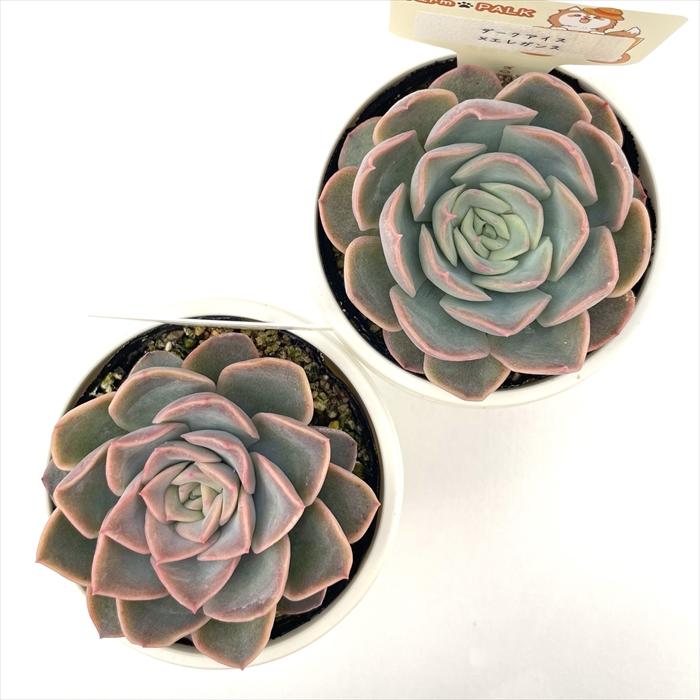 多肉植物 plkエケベリア ダークアイス×エレガンス パルクさん苗 送料