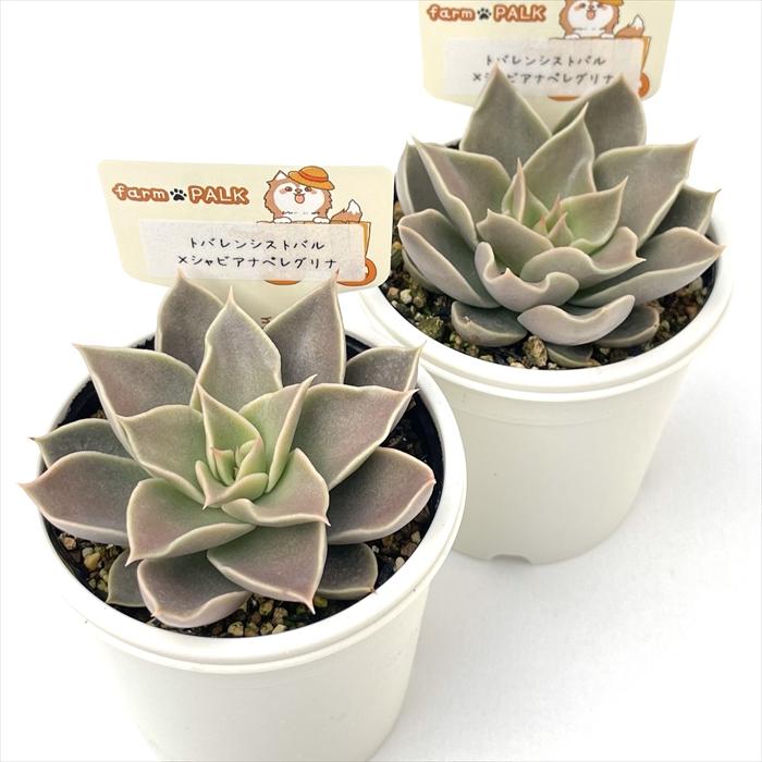 多肉植物 plkエケベリア トバレンシストバル×シャビアナペレグリナ