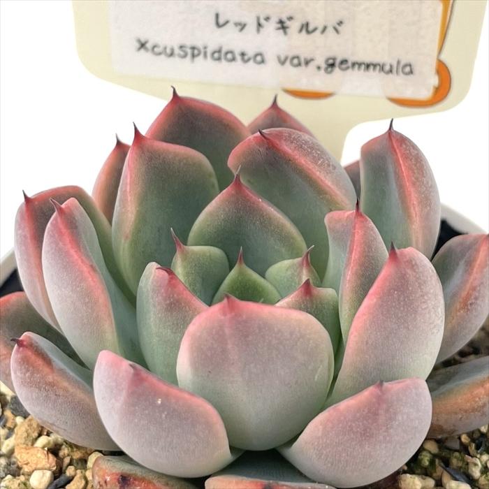 多肉植物 plkエケベリア レッドギルバ×cuspidata var gemmula パルク