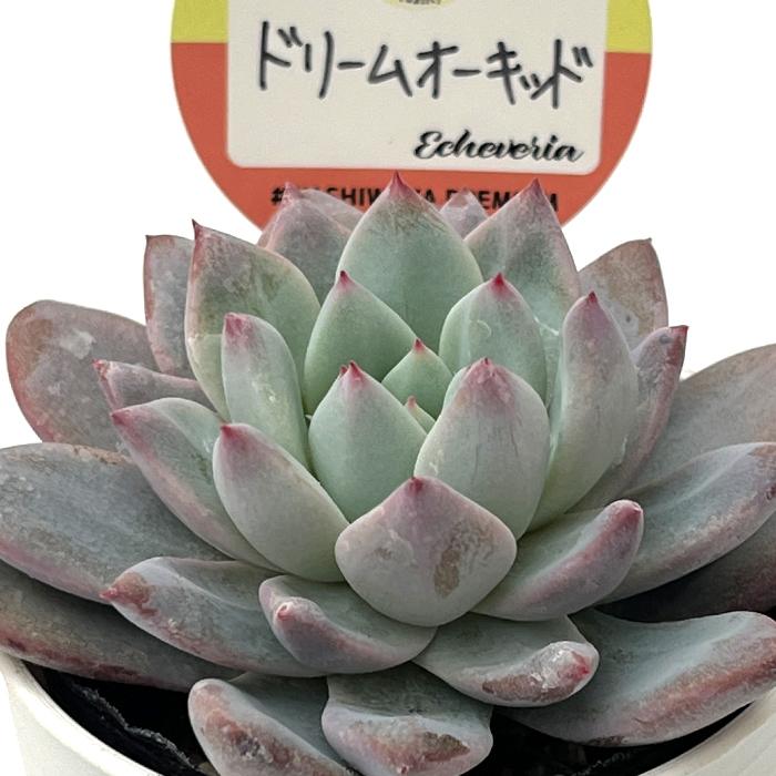 多肉植物 kswエケベリア ドリームオーキッド 柏屋商店さん苗