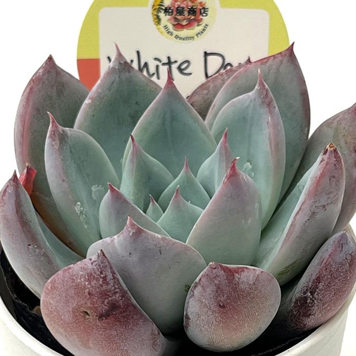 多肉植物 kswエケベリア White Day 柏屋商店さん苗 エケベリア 6cm