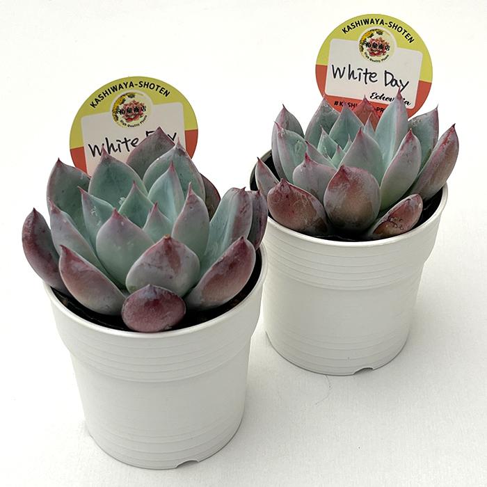 多肉植物 kswエケベリア White Day 柏屋商店さん苗 エケベリア 6cm