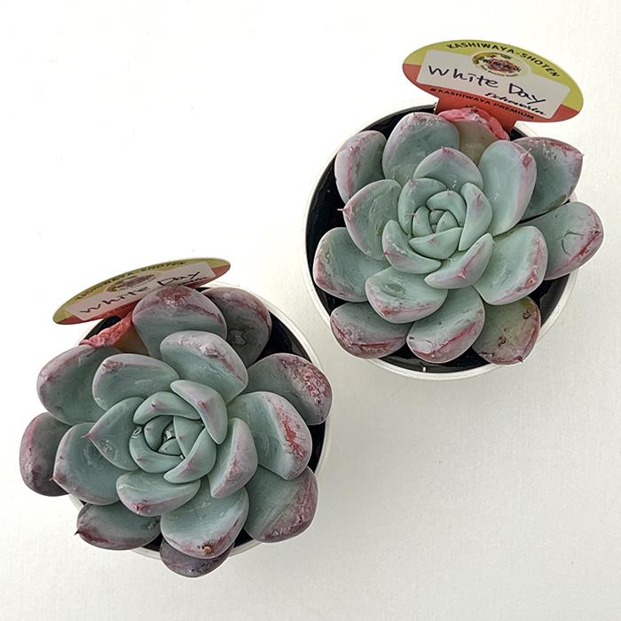 多肉植物 kswエケベリア White Day 柏屋商店さん苗 エケベリア 6cm