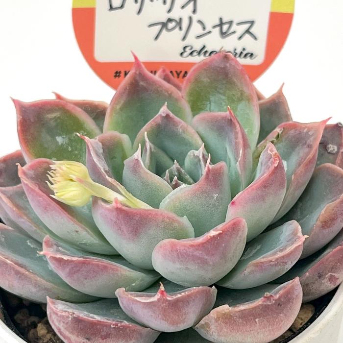 多肉植物 kswエケベリア ロザリオプリンセス 柏屋商店さん苗