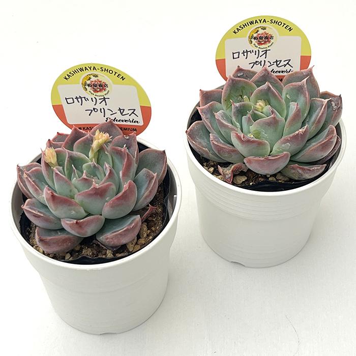 多肉植物 kswエケベリア ロザリオプリンセス 柏屋商店さん苗