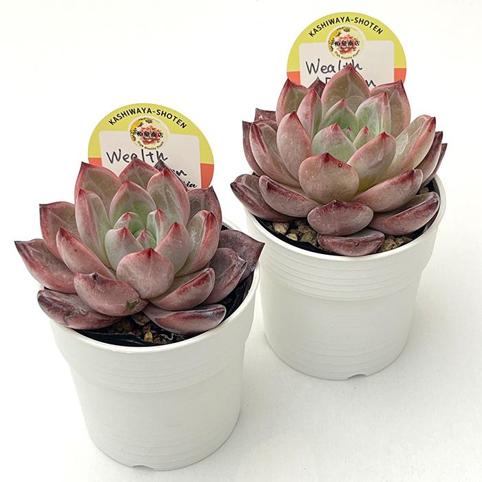 多肉植物 kswエケベリア Wealth Dream 柏屋商店さん苗 エケベリア 6cm