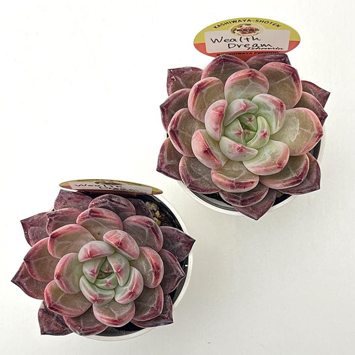 多肉植物 kswエケベリア Wealth Dream 柏屋商店さん苗 エケベリア 6cm