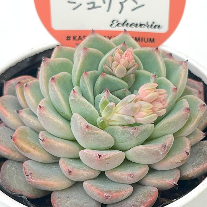 多肉植物　エケベリア　販売会　キャサリンページ 多肉植物 エケベリア 販売会 キャサリン様 専用ページ - メルカリ