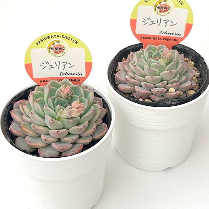 多肉植物 kswエケベリア ジュリアン 柏屋商店さん苗 エケベリア 6cm
