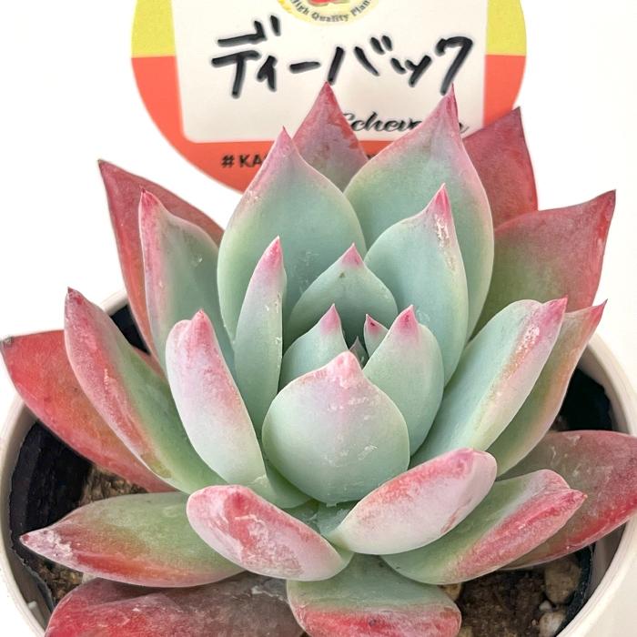 多肉植物 kswエケベリア ディーバック 柏屋商店さん苗 エケベリア 6cm