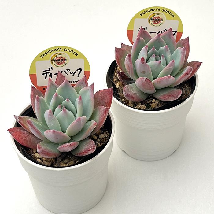 多肉植物 kswエケベリア ディーバック 柏屋商店さん苗 エケベリア 6cm