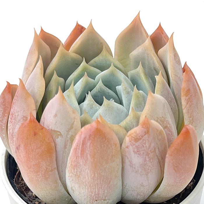 日本花キ流通 多肉植物 hxエケベリア リンゼアナ×原種エレガンス 日本花キ流通 多肉植物 hxエケベリア リンゼアナ×原種エレガンス