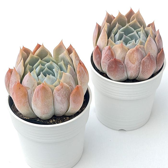 日本花キ流通 多肉植物 hxエケベリア リンゼアナ×原種エレガンス 日本花キ流通 多肉植物 hxエケベリア リンゼアナ×原種エレガンス