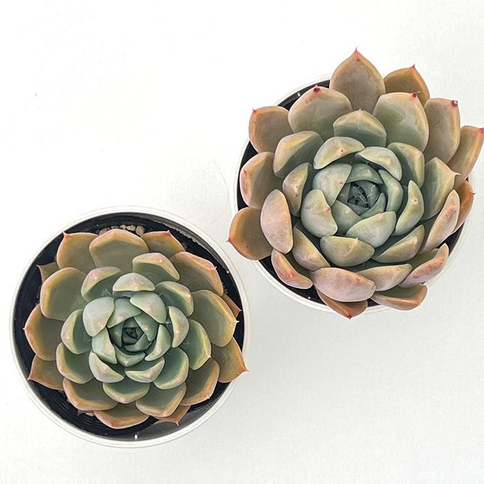 日本花キ流通 多肉植物 hxエケベリア リンゼアナ×ヒアリナサント