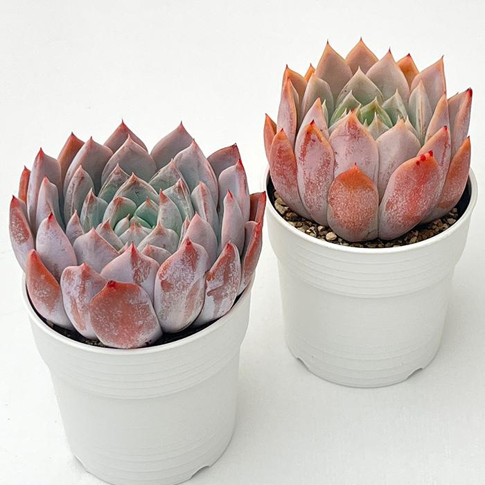 日本花キ流通 多肉植物 hxエケベリア ジョセリンのバラ×リンゼアナ