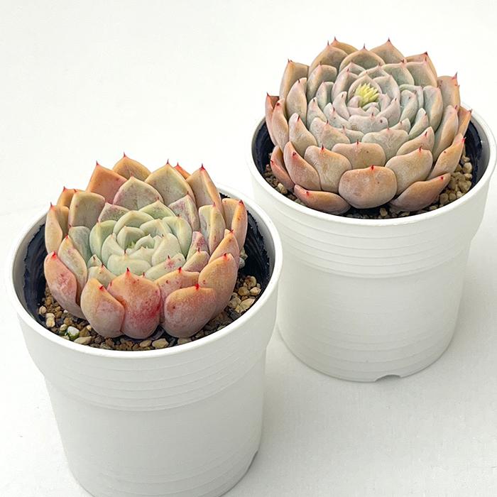 多肉植物 hxエケベリア クリスタル×コロラータ 多肉植物 多肉植物 hxエケベリア クリスタル×コロラータ 多肉植物