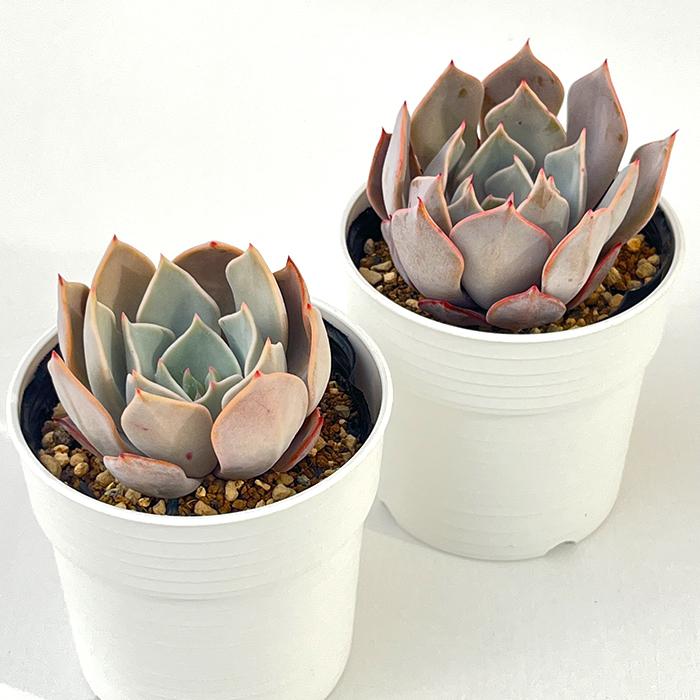 日本花キ流通 多肉植物 hxエケベリア リラシナ×ストリクチフローラ