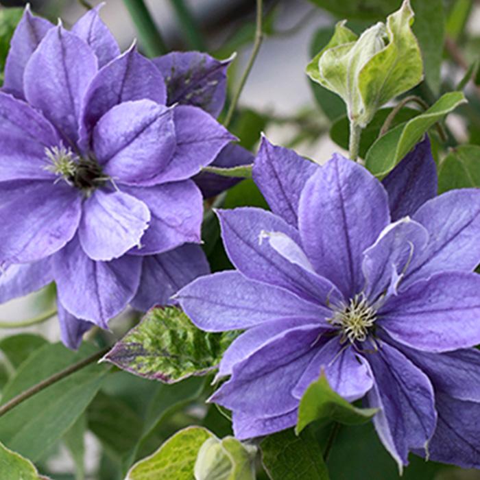 クレマチス ジャックマニー系 (遅咲き大輪系) ホワイト・アルバム 1苗