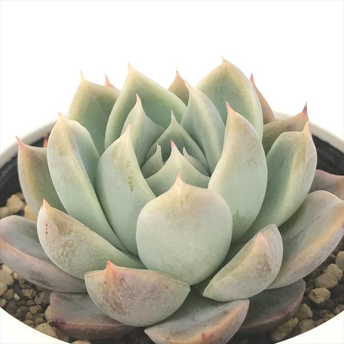 多肉植物　桃太郎　6cmポット 楽天市場】多肉植物 yukエケベリア 桃太郎 多肉植物 優木園さん