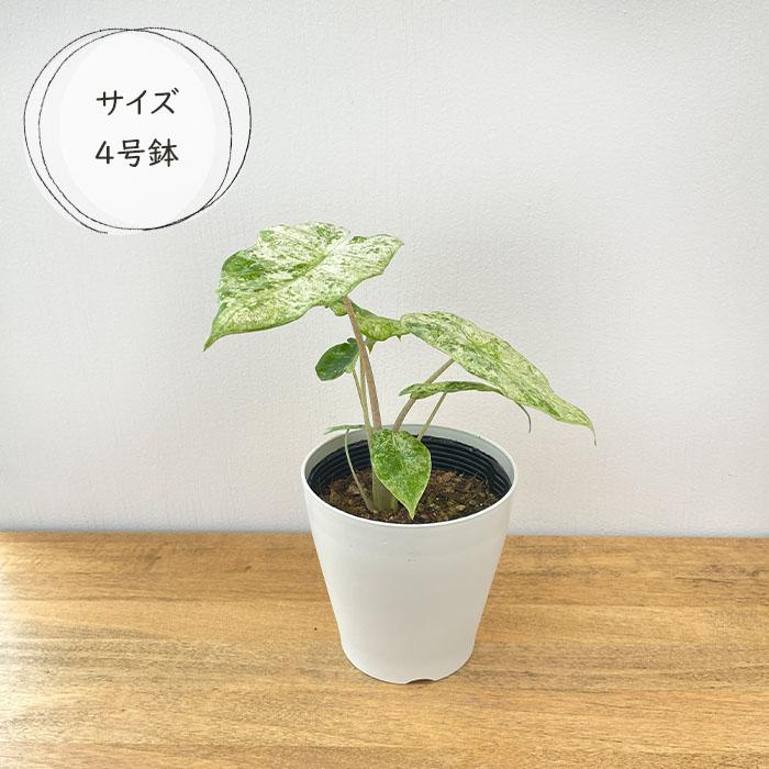 日本花キ流通 観葉植物 アロカシア オドラバリエガータ バティック 4号