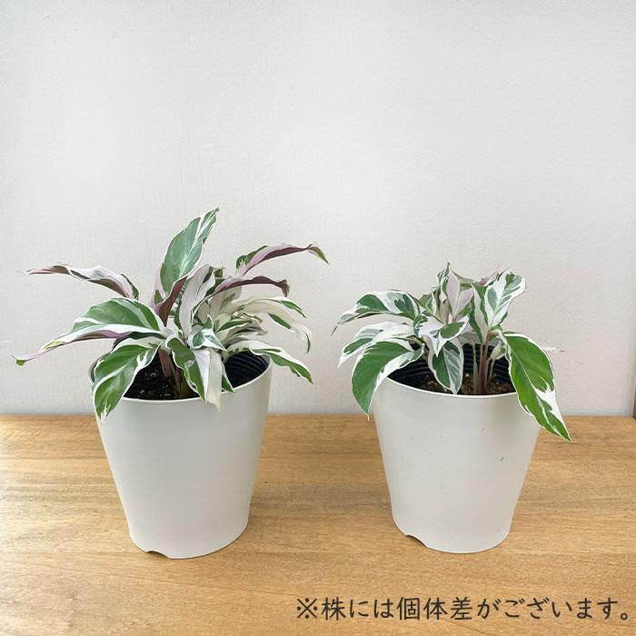 日本花キ流通 観葉植物 カラテア ホワイトフュージョン 4号鉢 送料無料
