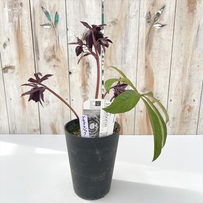 クリスマスローズ 広瀬園芸認定ブラックマジック株分け クリスマス