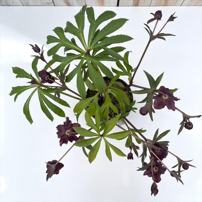 クリスマスローズ 広瀬園芸 クレオパトラ 0211-021 現品販売 送料無料