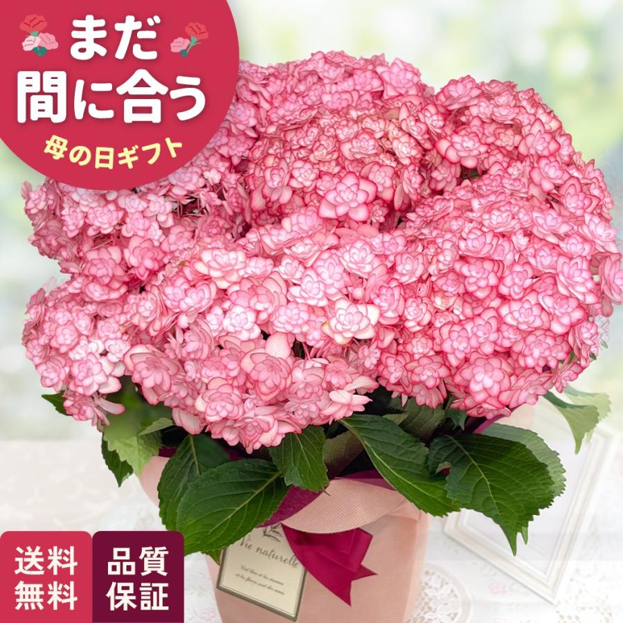 母の日 ギフト 花 アジサイ ひなまつりルナ ピンク 5号鉢 送料無料 母の日 プレゼント 鉢植え ガクアジサイ あじさい 紫陽花 日本花キ流通（Yahoo!・フラワーネット日本花キ流通）