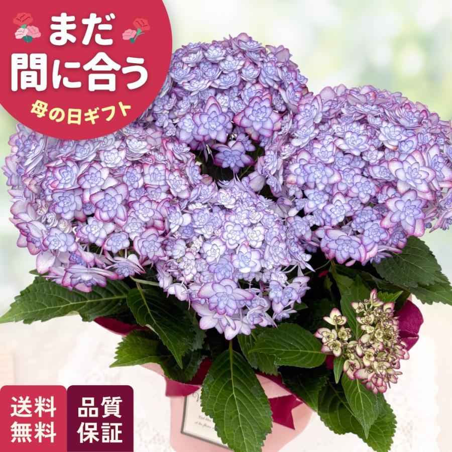 母の日 ギフト 花 アジサイ ひなまつりルナ ブルー 5号鉢 送料無料 母の日 プレゼント 鉢植え ガクアジサイ あじさい 紫陽花 日本花キ流通（Yahoo!・フラワーネット日本花キ流通）